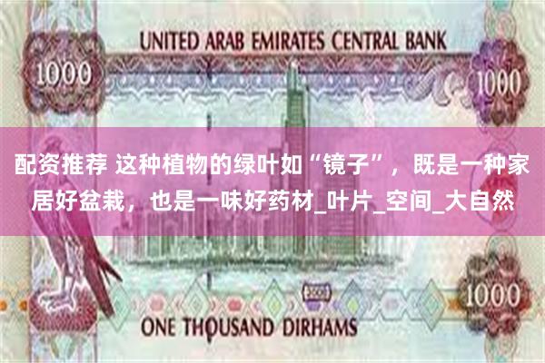 配资推荐 这种植物的绿叶如“镜子”，既是一种家居好盆栽，也是一味好药材_叶片_空间_大自然